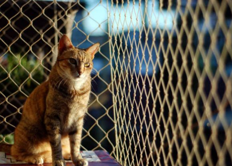 Onde Comprar Rede de Janela para Gatos Praia Estaleirinho - Rede de Proteção Janela para Gatos