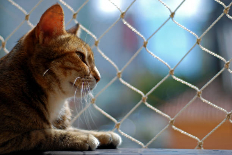 Onde Comprar Rede de Proteção para Seguança de Gatos Pintora Canas - Rede de Proteção Removível para Gatos