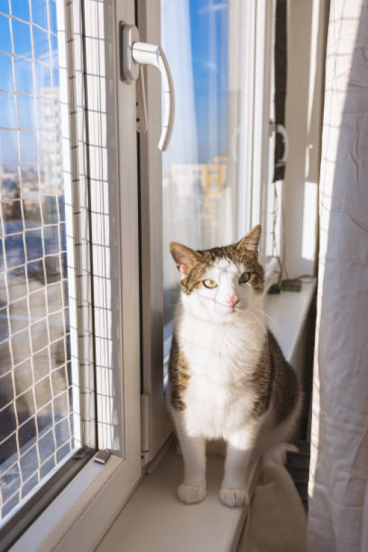 Onde Comprar Rede Protetora para Gatos Ingleses - Redes de Proteção Janela para Gatos