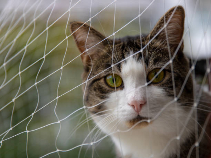 Preço de Rede de Proteção para Gatos de Estimação Pântano do Sul - Rede de Proteção Gatos