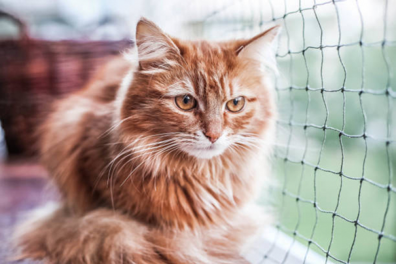 Rede de Proteção para Gatos de Estimação Preço Santa Mônica - Rede de Proteção Removível para Gatos