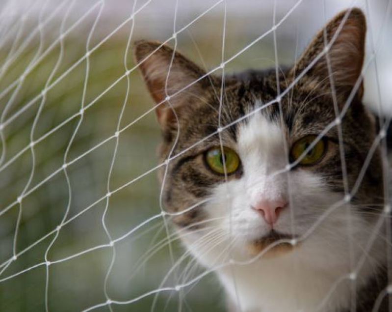 Rede de Proteção para Gatos Valores Jardim Beija Flor - Rede de Proteção para Gatos