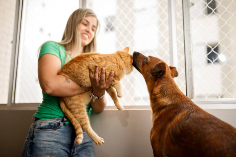 Rede de Proteção Removível para Gatos Preço Ilhota - Rede de Proteção para Cachorros e Pets
