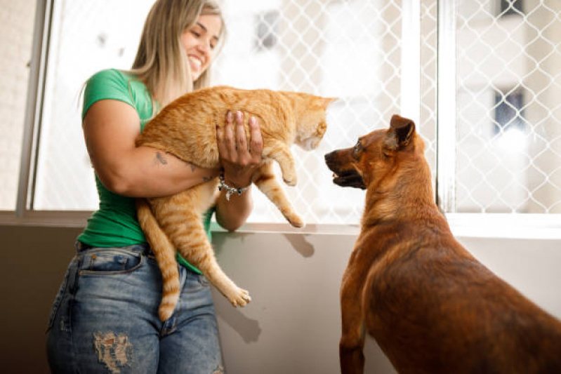 Rede de Proteção Removível para Gatos Pântano Sul - Redes de Proteção Janela para Gatos