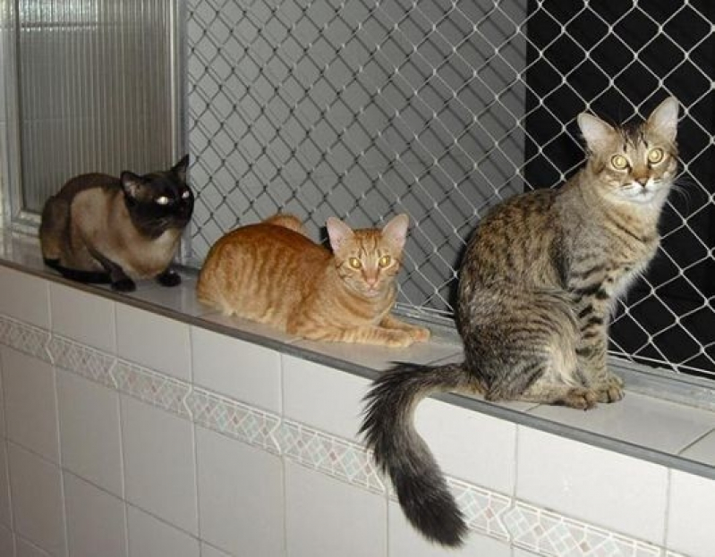 Tela de Proteção Gatos Carvoeira - Tela de Proteção para Gatos Quintal