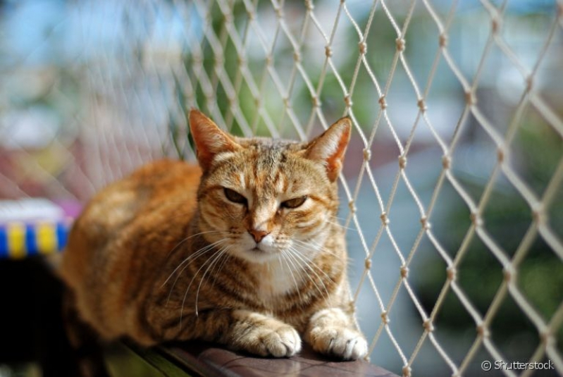 Tela de Proteção para Gatos Apartamento Praia Amores - Tela de Proteção para Gatos Removível