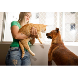rede de proteção para janela gatos valores Capoeiras