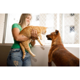 rede de proteção removível para gatos Pântano Sul