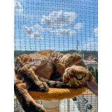 redes de proteção para gatos janela Ilhota