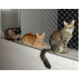tela de proteção para gatos Pântano do Sul